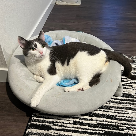 Meet your Posher, Ha - Picture 1 of 1